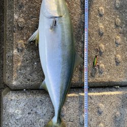 神戸空港で初のメジロ！！